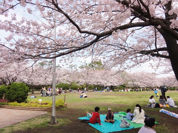 Sakura1s.jpg