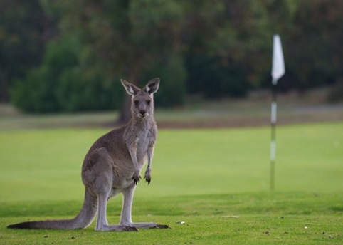 golf australia.jpg